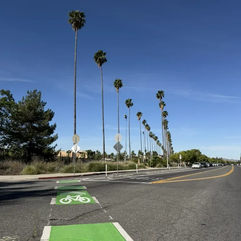 A palm-lined street with a fresh green bike lane.
